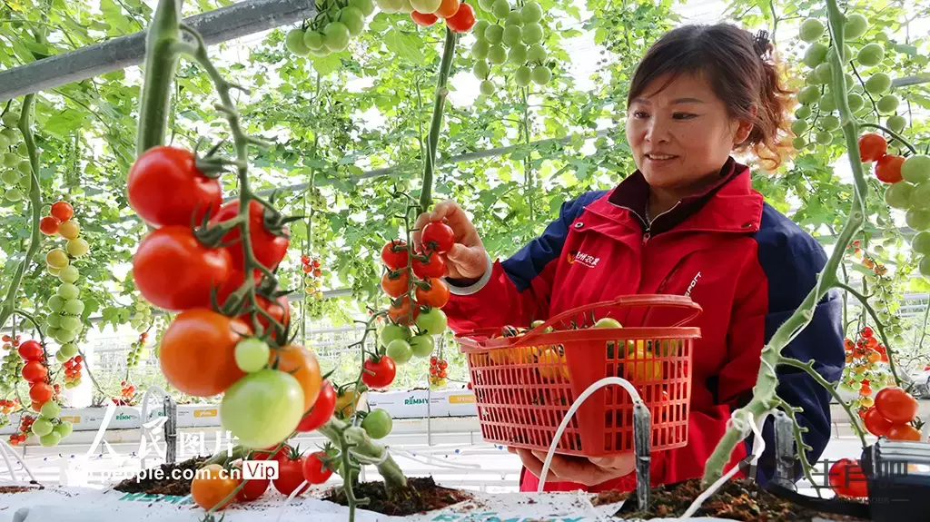 江苏连云港：加紧采收五彩小番茄 保障节日市场供应插图1