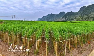 广西田阳：黄金果蔗 丰收在望缩略图