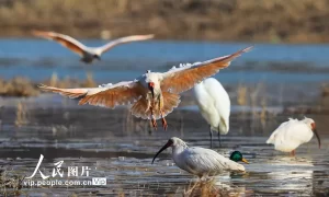 陕西咸阳：朱鹮在秦岭北麓再安新家缩略图