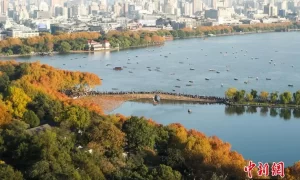 金色梧桐点缀杭州西湖缩略图