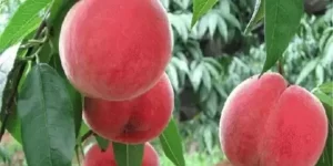 二桃三士是什么生肖缩略图