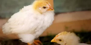 腹背之毛是什么生肖缩略图