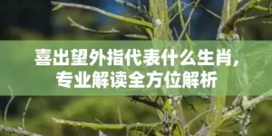 喜出望外指代表什么生肖,专业解读全方位解析