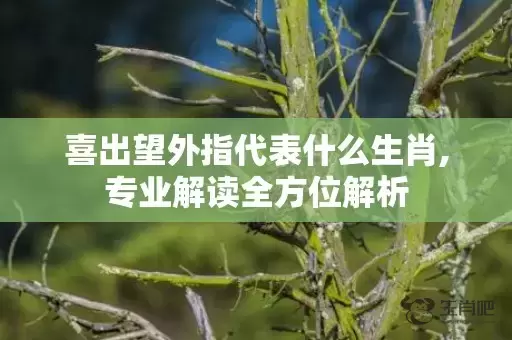 喜出望外指代表什么生肖,专业解读全方位解析插图