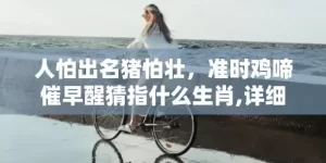 人怕出名猪怕壮，准时鸡啼催早醒猜指什么生肖,详细解析告诉你答案