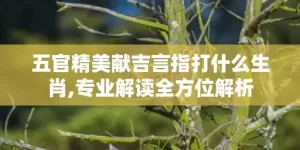 五官精美献吉言指打什么生肖,专业解读全方位解析
