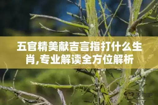 五官精美献吉言指打什么生肖,专业解读全方位解析插图