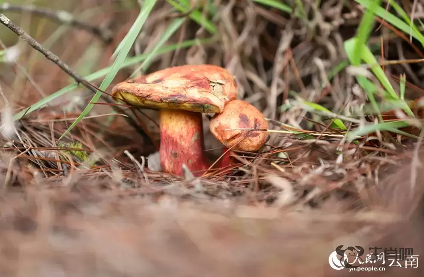 云南南华野生菌上市热销 年产值破76亿元插图