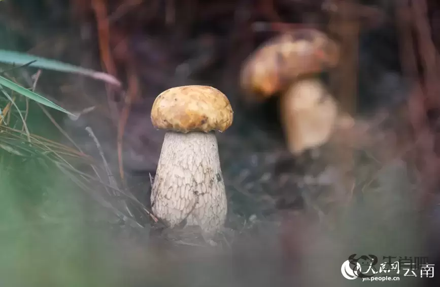 云南南华野生菌上市热销 年产值破76亿元插图4