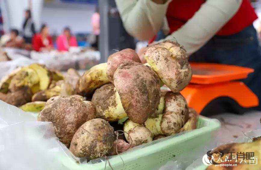 云南南华野生菌上市热销 年产值破76亿元插图6