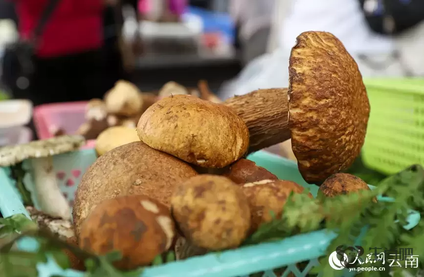 云南南华野生菌上市热销 年产值破76亿元插图10