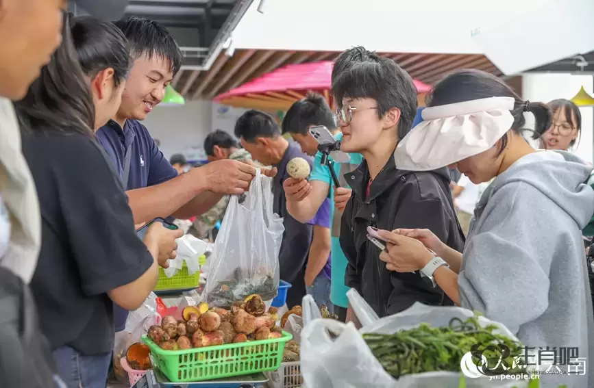 云南南华野生菌上市热销 年产值破76亿元插图12