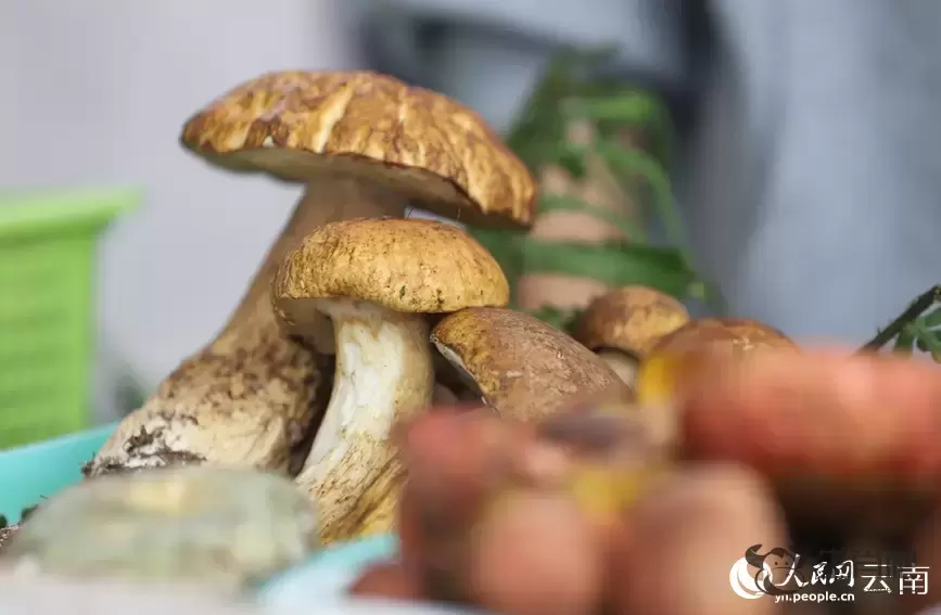 云南南华野生菌上市热销 年产值破76亿元插图14