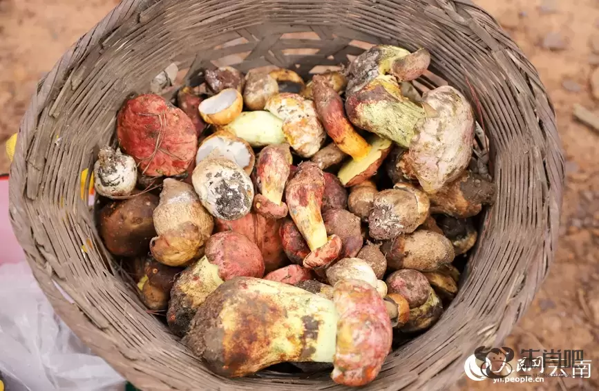 云南南华野生菌上市热销 年产值破76亿元插图18