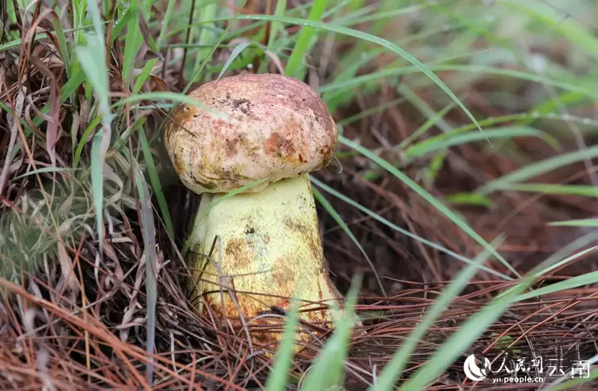 云南南华野生菌上市热销 年产值破76亿元插图20