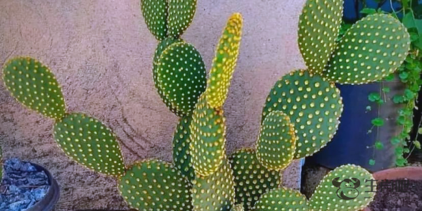 孽根祸胎是什么生肖,打一生肖猜测是什么生肖动物