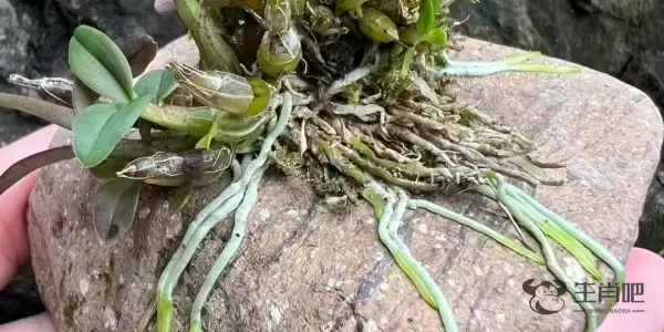 源泉万斛是什么生肖,打一生肖猜测是什么生肖动物