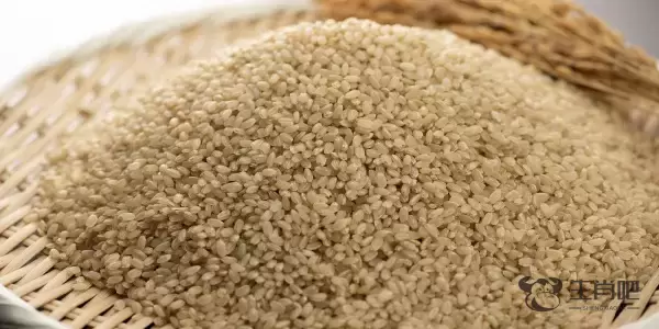 舐糠及米是什么生肖,打一生肖猜测是什么生肖动物