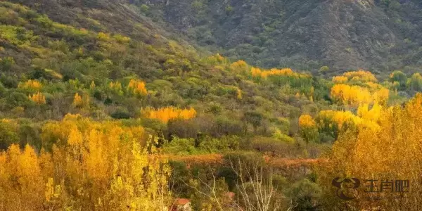 两手五指有长短,彩珠随机任意转和什么生肖动物有关系