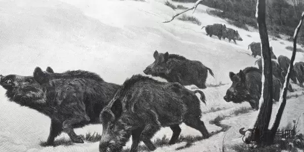 焚林而猎是什么生肖，打一生肖猜测是什么生肖动物 